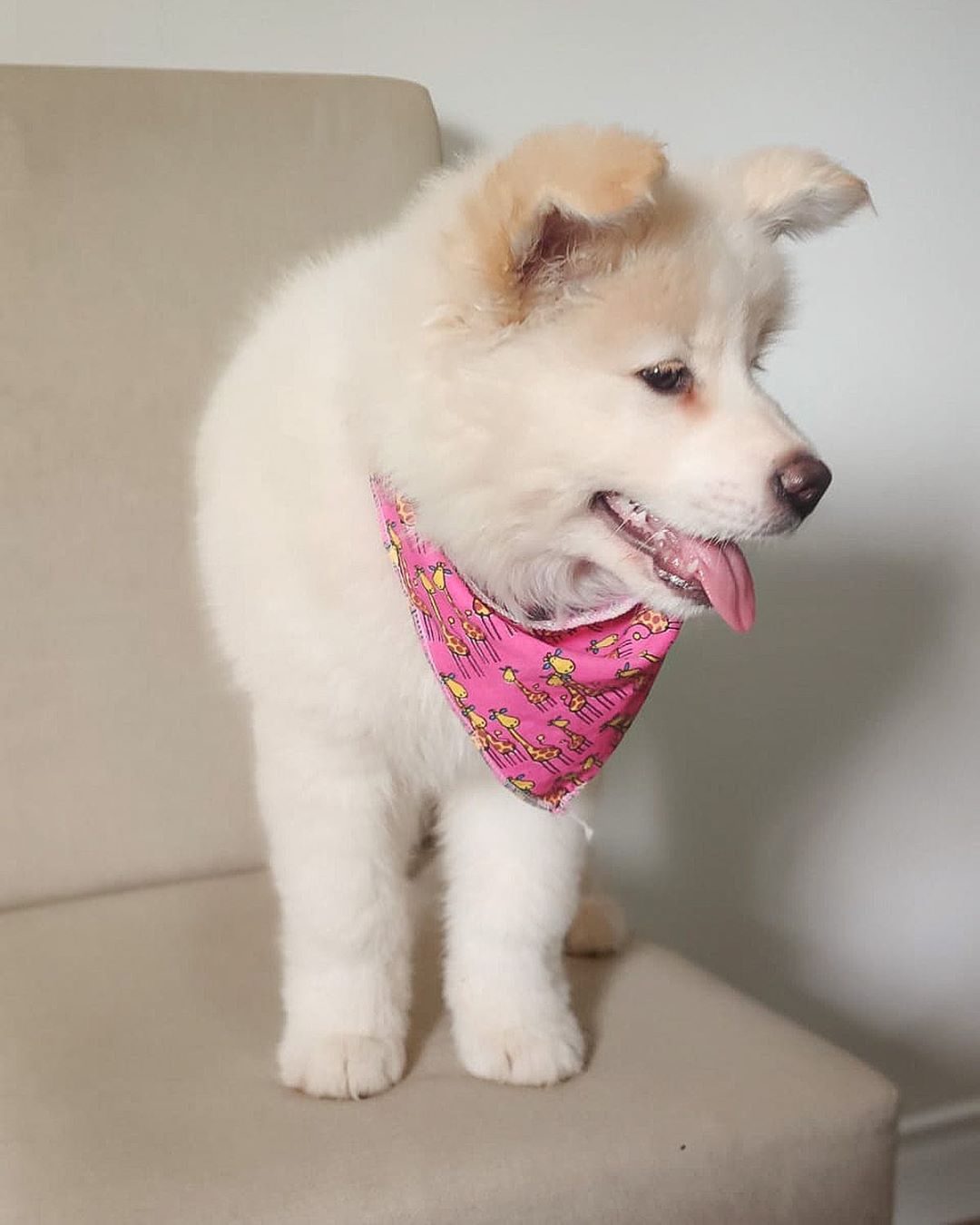Ada, weiblicher Akita Welpe